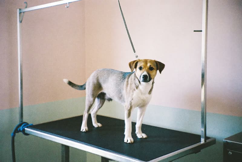 A dog standing on a grooming table