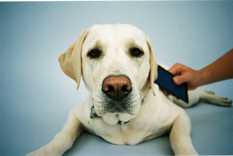 A calm older labrador after a groom