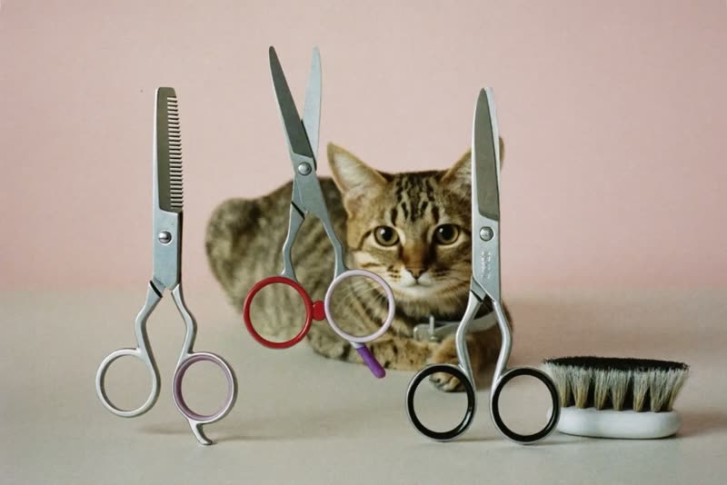 Grooming tools laid out on a pastel surface