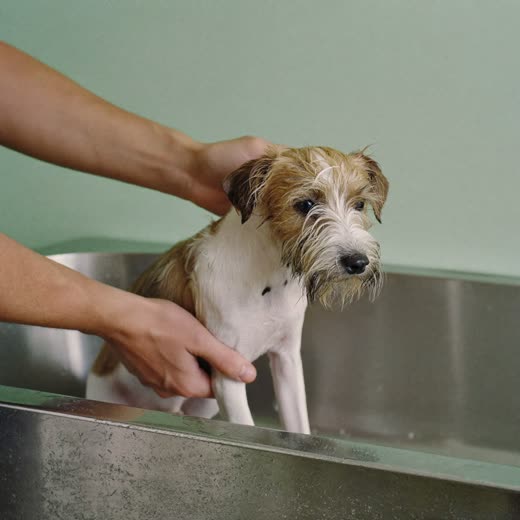 A small dog in a grooming bath