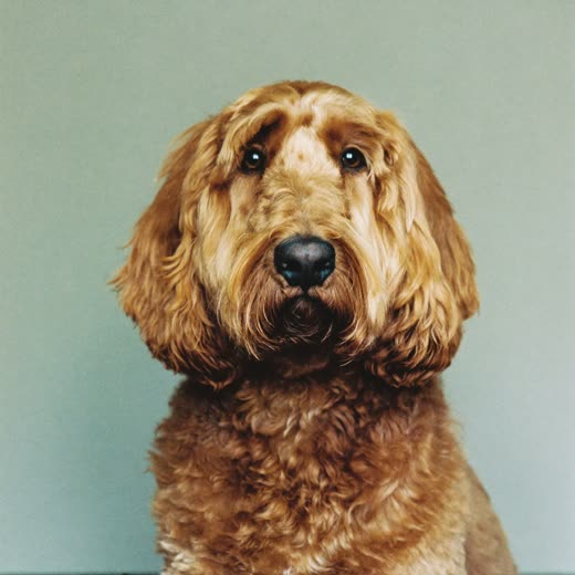 A freshly clipped cockapoo