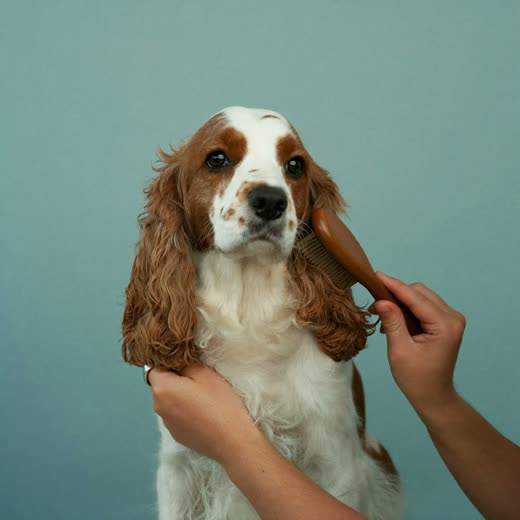 A spaniel being brushed out