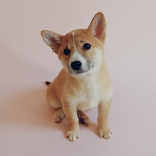 A puppy sitting calmly